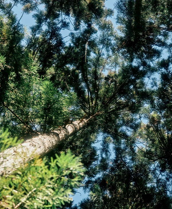 木々のせせらぎが近くに感じる贅沢な体験